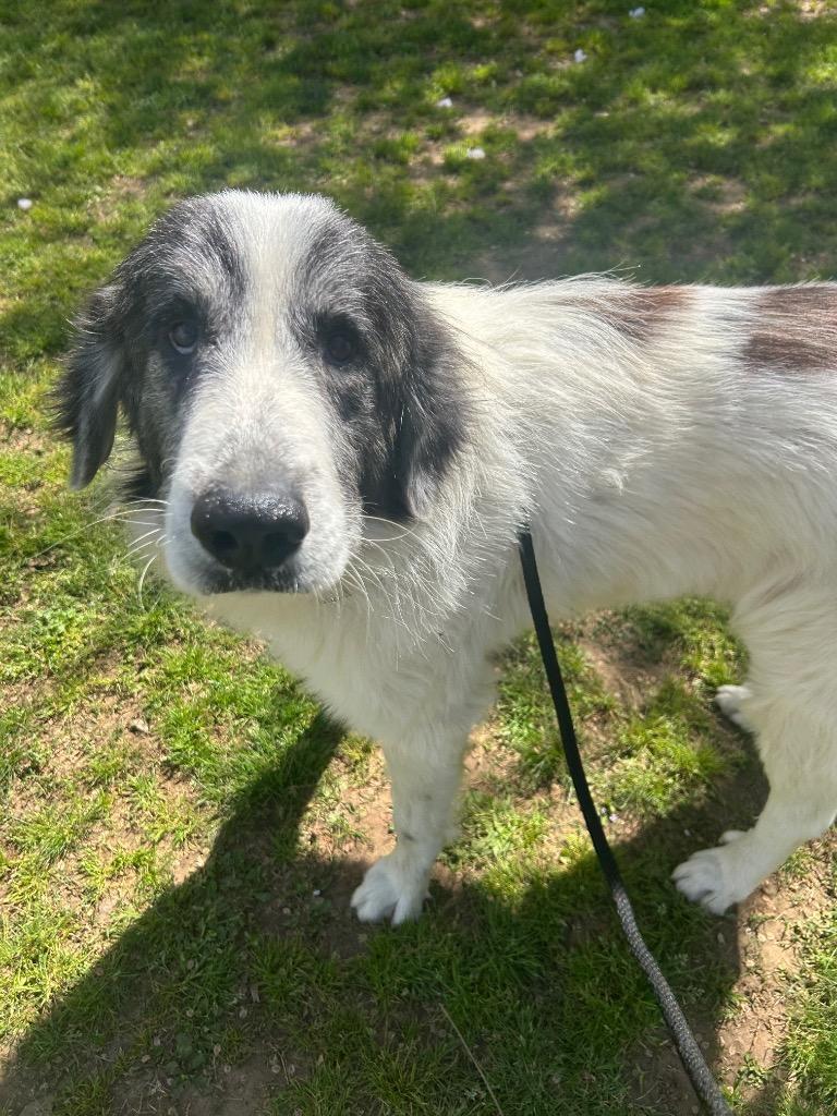 Enlarge Bronco, a Adoptable Great Pyrenees in Benton, AR image 1/4