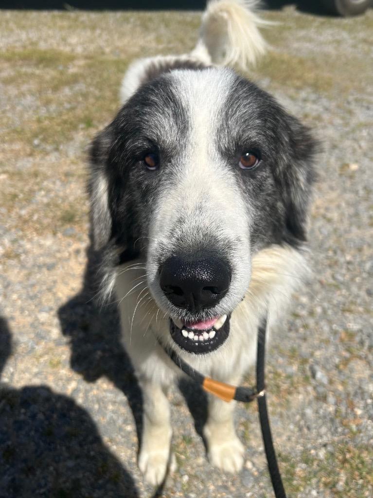 Enlarge Bronco, a Adoptable Great Pyrenees in Benton, AR image 2/4