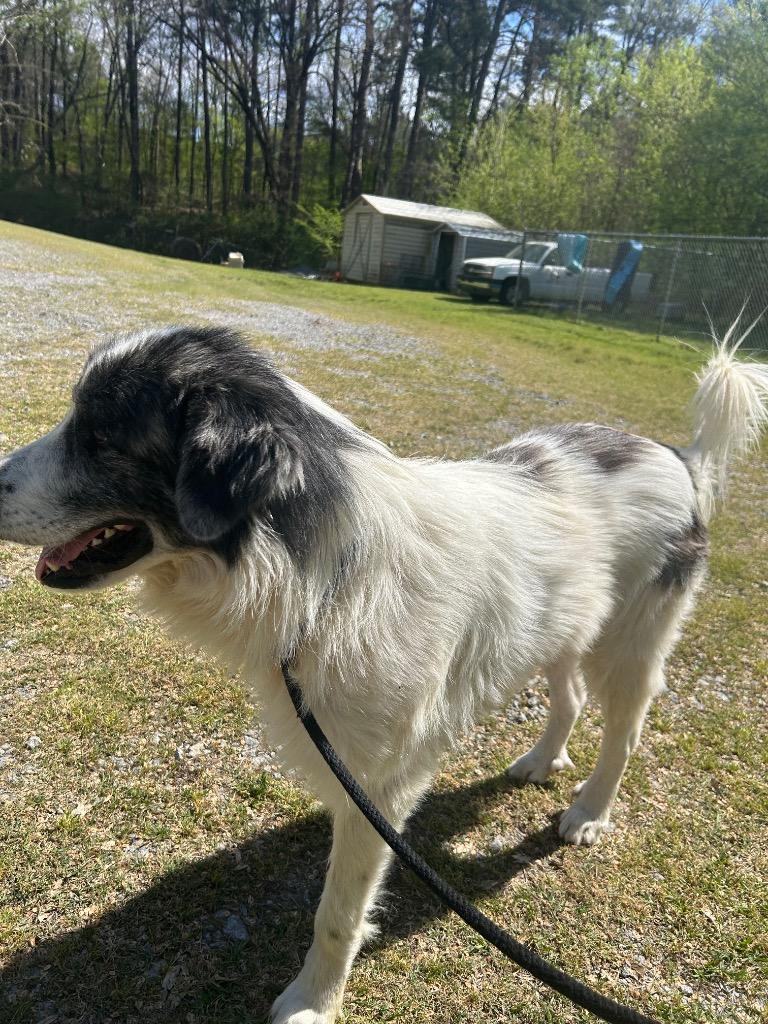 Enlarge Bronco, a Adoptable Great Pyrenees in Benton, AR image 3/4