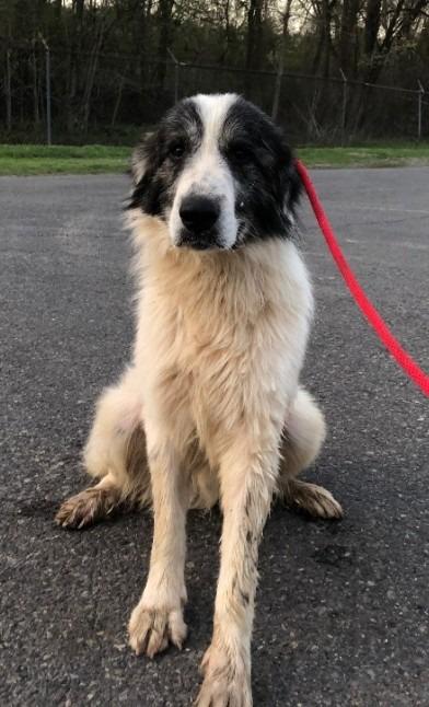 Enlarge Bronco, a Adoptable Great Pyrenees in Benton, AR image 4/4