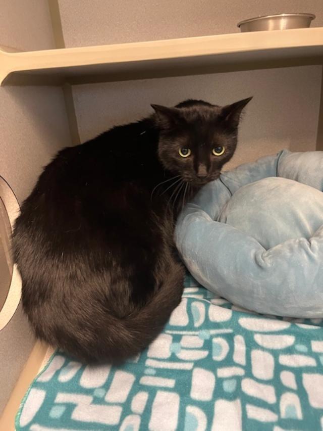 Enlarge Falafel, a ADOPTABLE Domestic Short Hair in Winter Haven, FL image 2/2