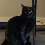 Enlarge Falafel, a ADOPTABLE Domestic Short Hair in Winter Haven, FL image 1/2