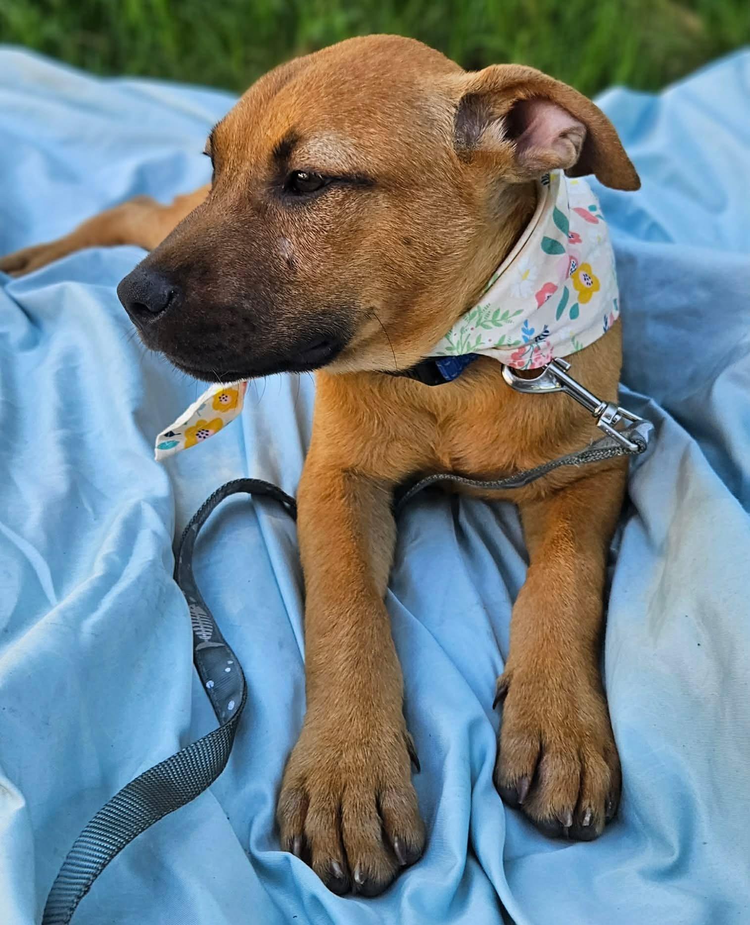 Rani, a ADOPTABLE Mixed Breed in Northwood, NH image 2/4