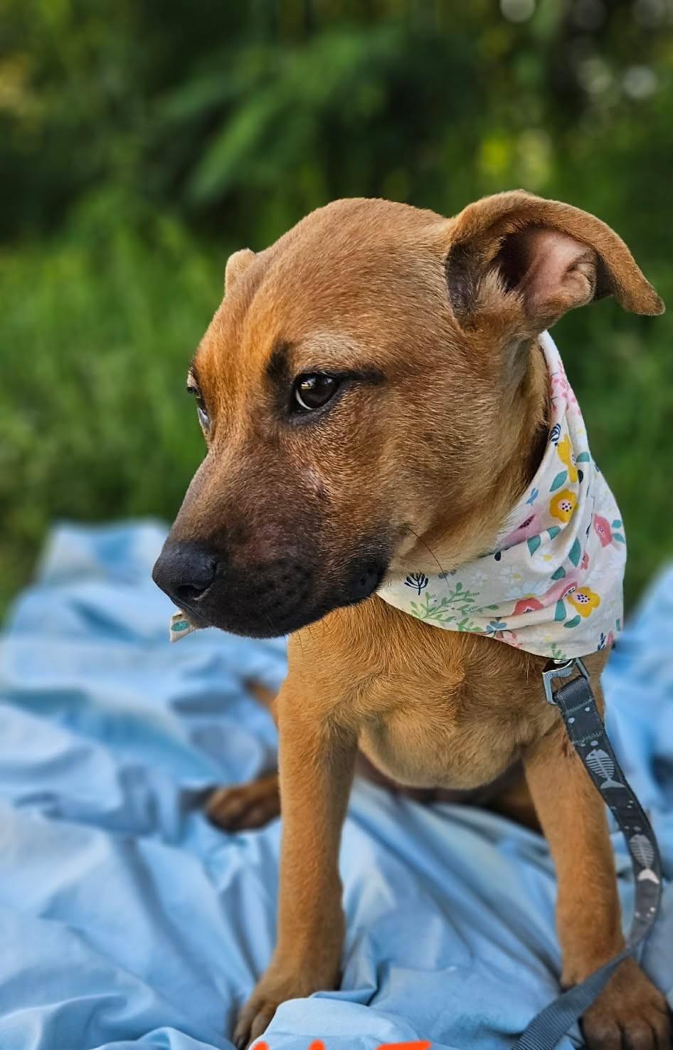 Rani, a ADOPTABLE Mixed Breed in Northwood, NH image 4/4