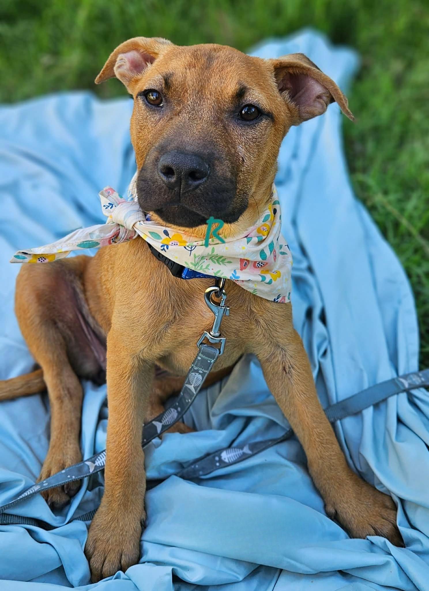 Rani, ADOPTABLE, Puppy Male Mixed Breed.