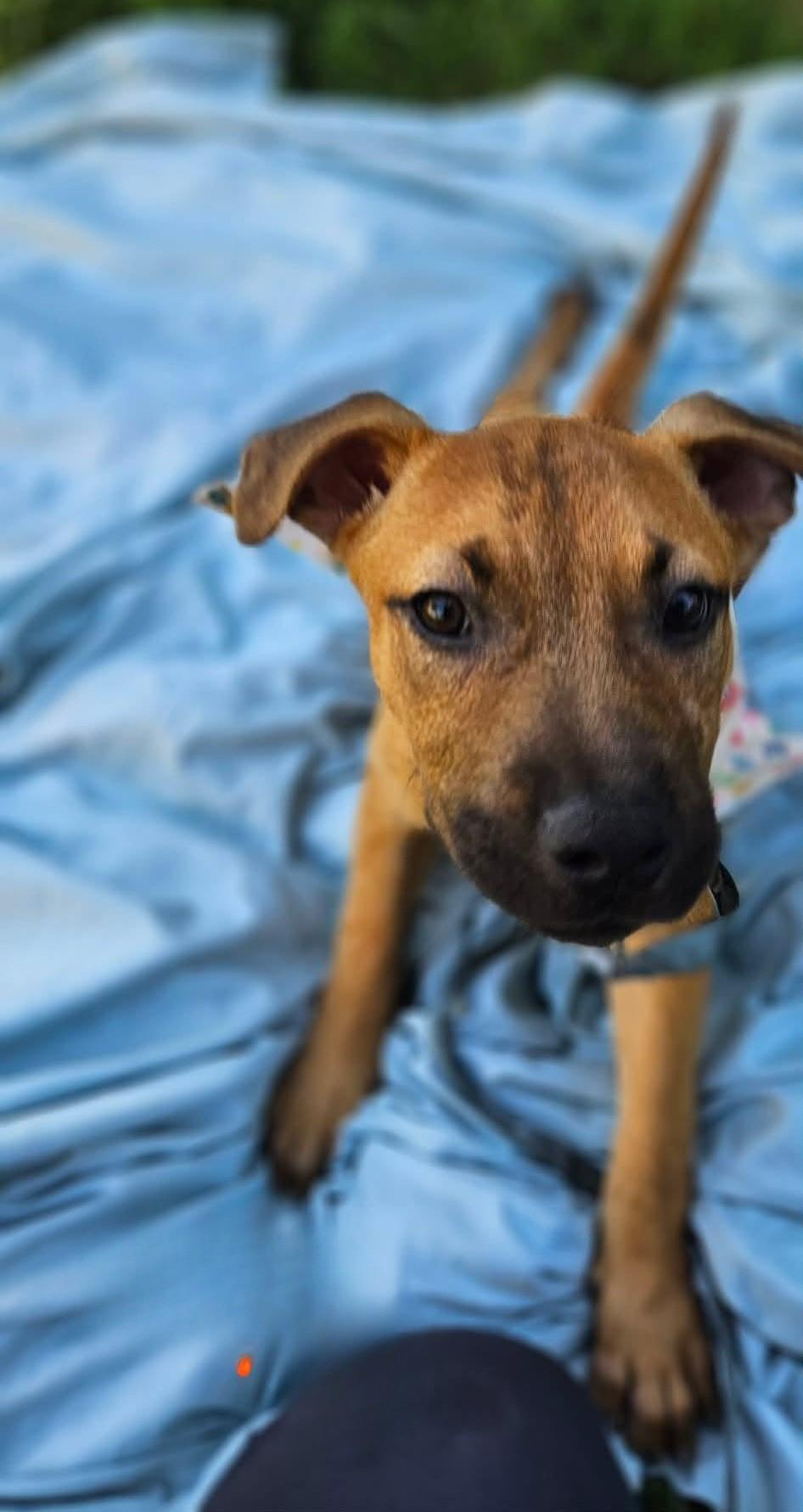 Rani, a ADOPTABLE Mixed Breed in Northwood, NH image 3/4