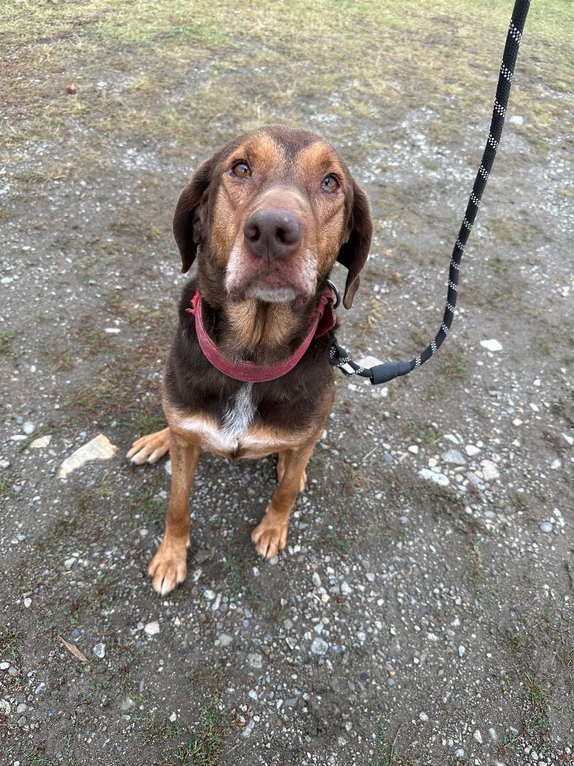 Roger, Adopted, Senior Male Shepherd.