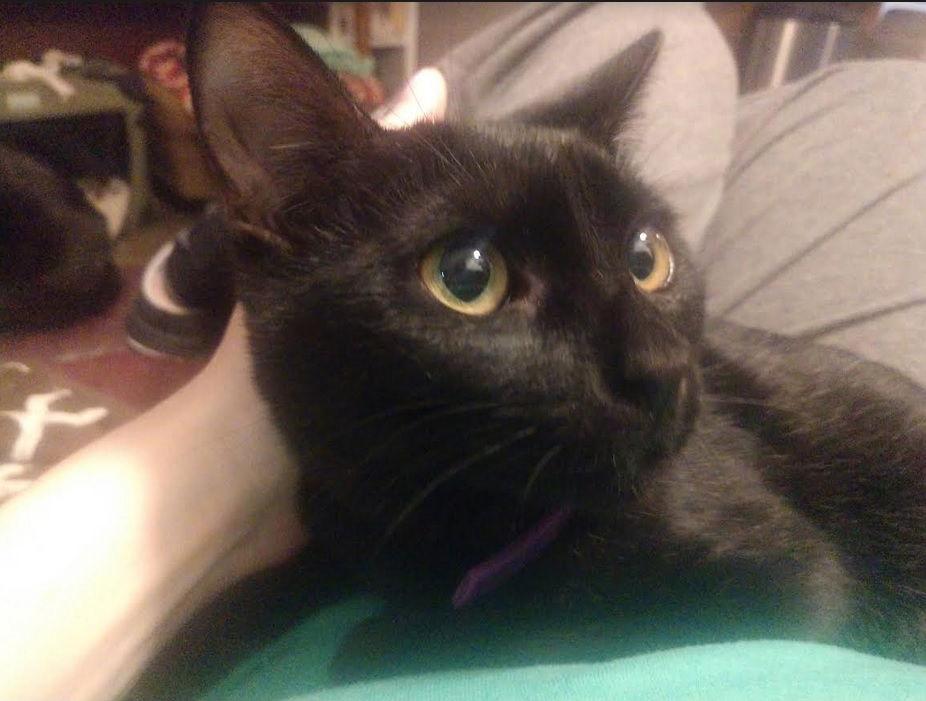 Kaylee., Adoptable, Adult Female Domestic Medium Hair.