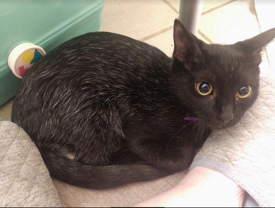 Enlarge Kaylee., a Adoptable Domestic Medium Hair in Plano, TX image 2/3