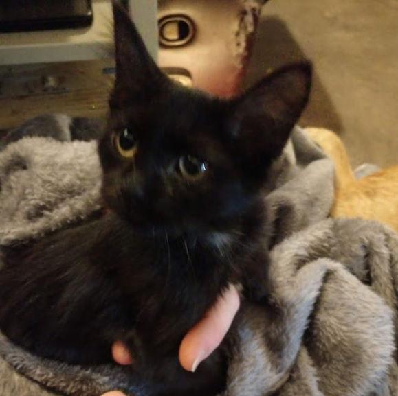 Enlarge Kaylee., a Adoptable Domestic Medium Hair in Plano, TX image 3/3