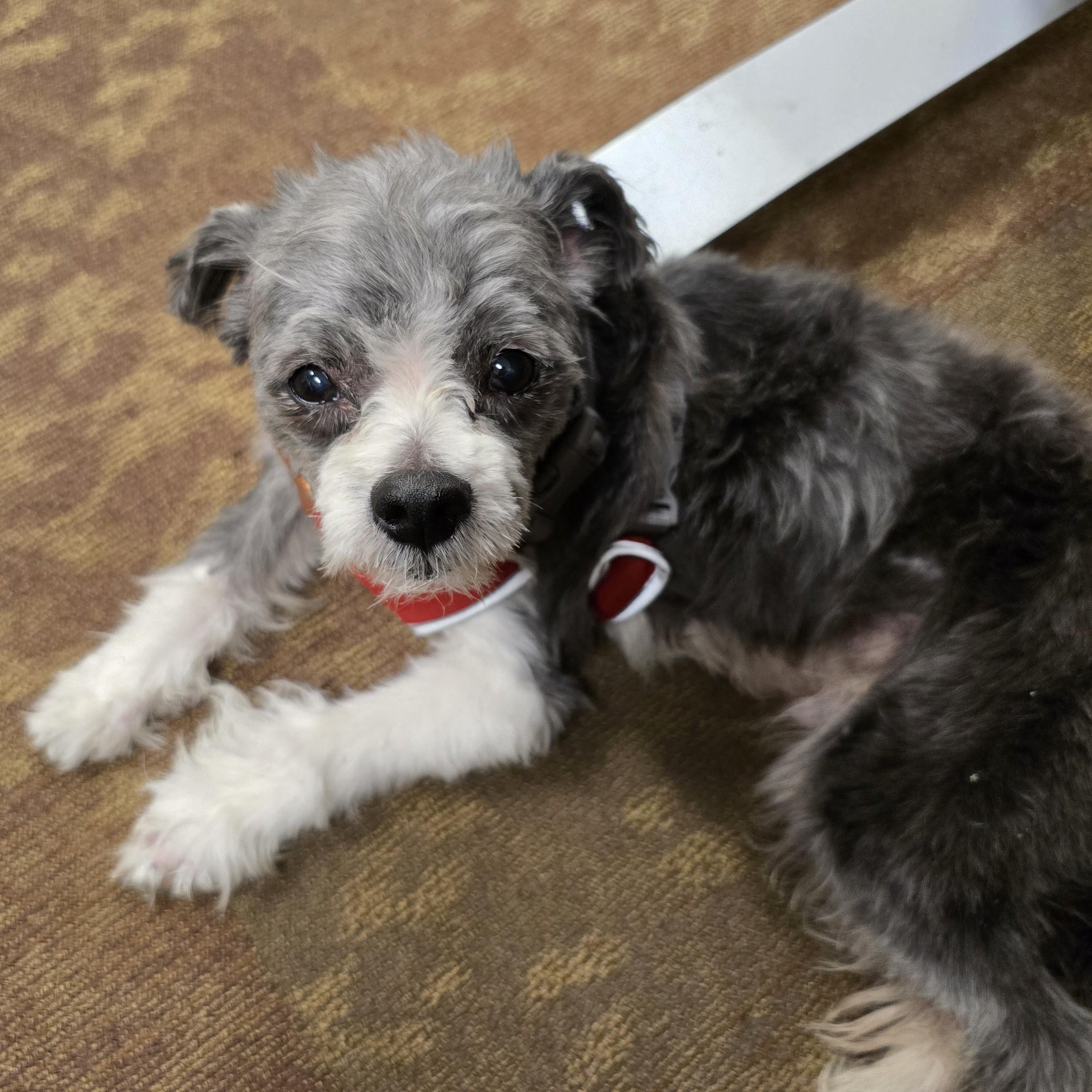 Rocko, an adopted mixed breed in Normal, IL image 5/6