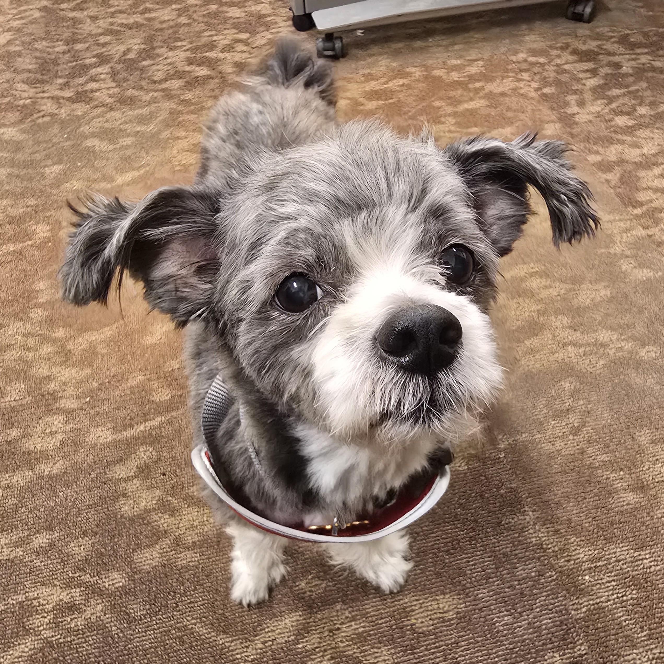 Rocko, an adopted mixed breed in Normal, IL image 4/6