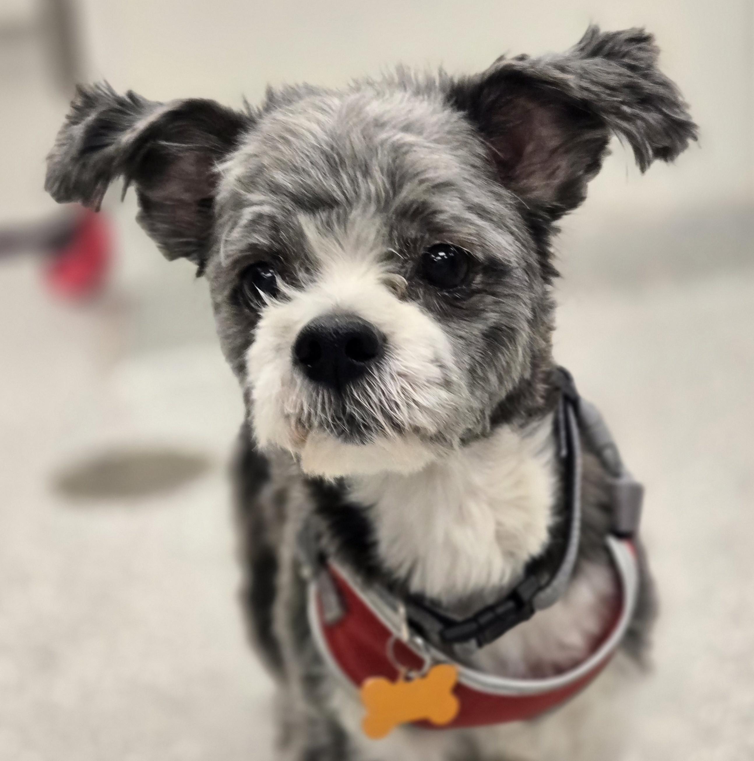 Rocko, adopted, Adult Male Shih Tzu.
