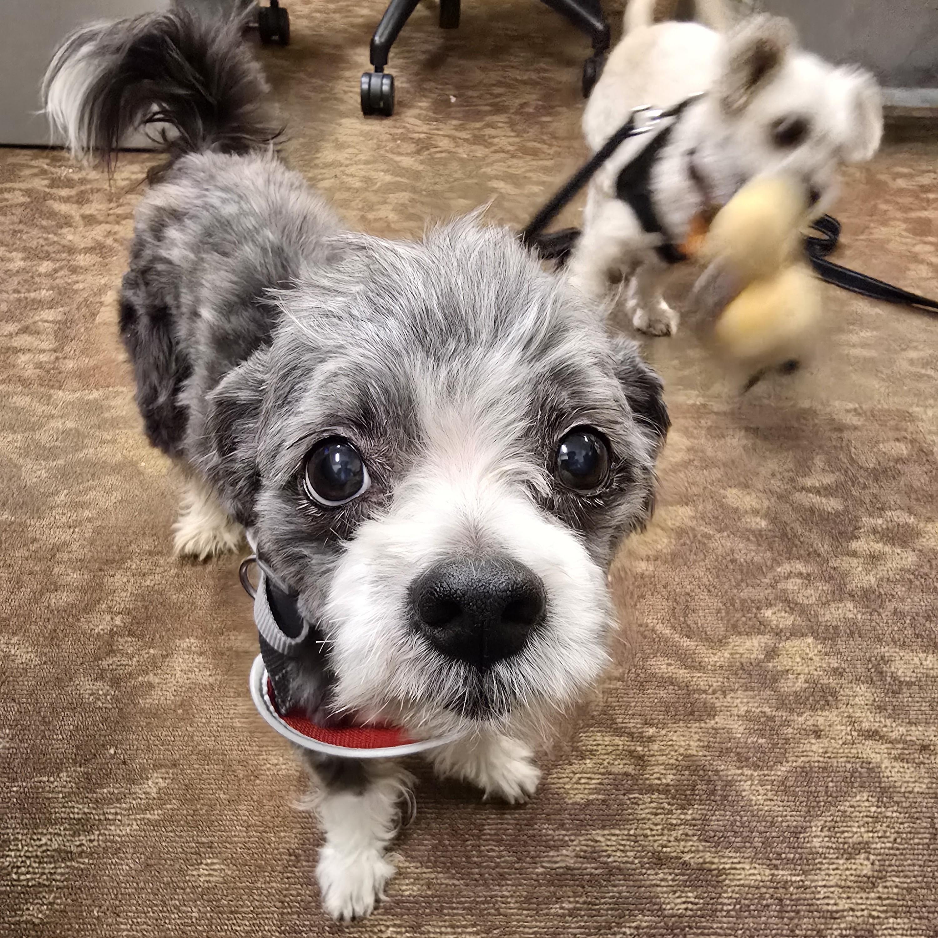Rocko, an adopted mixed breed in Normal, IL image 6/6