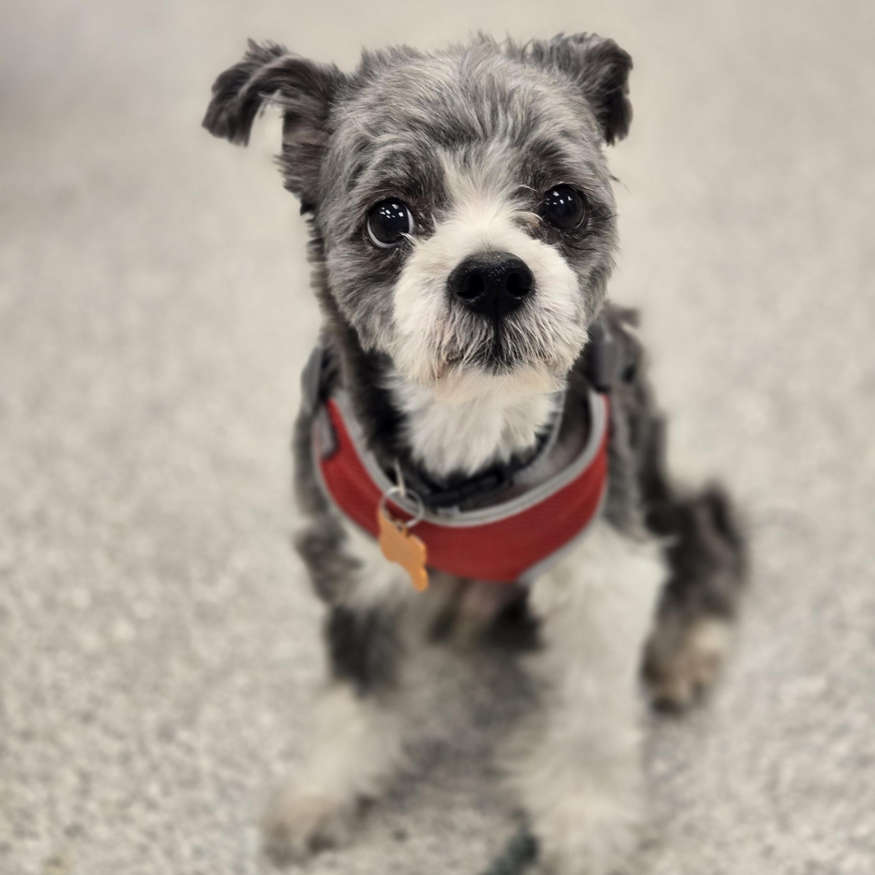 Rocko, an adopted mixed breed in Normal, IL image 2/6