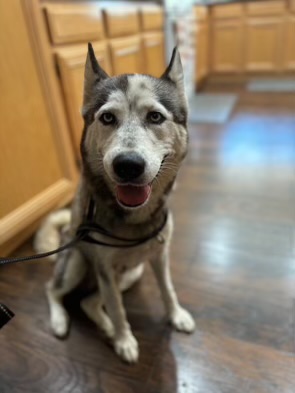 Skye, a Adopted Siberian Husky in San Rafael, CA image 1/4