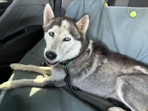 Skye, a Adopted Siberian Husky in San Rafael, CA image 2/4