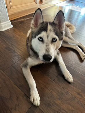 Skye, a Adopted Siberian Husky in San Rafael, CA image 3/4