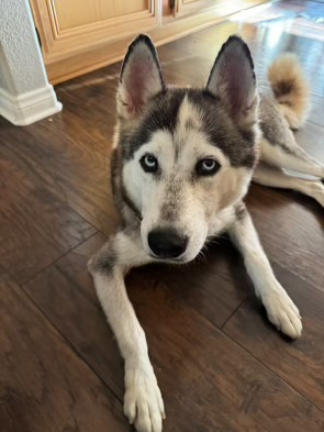 Skye, a Adopted Siberian Husky in San Rafael, CA image 4/4