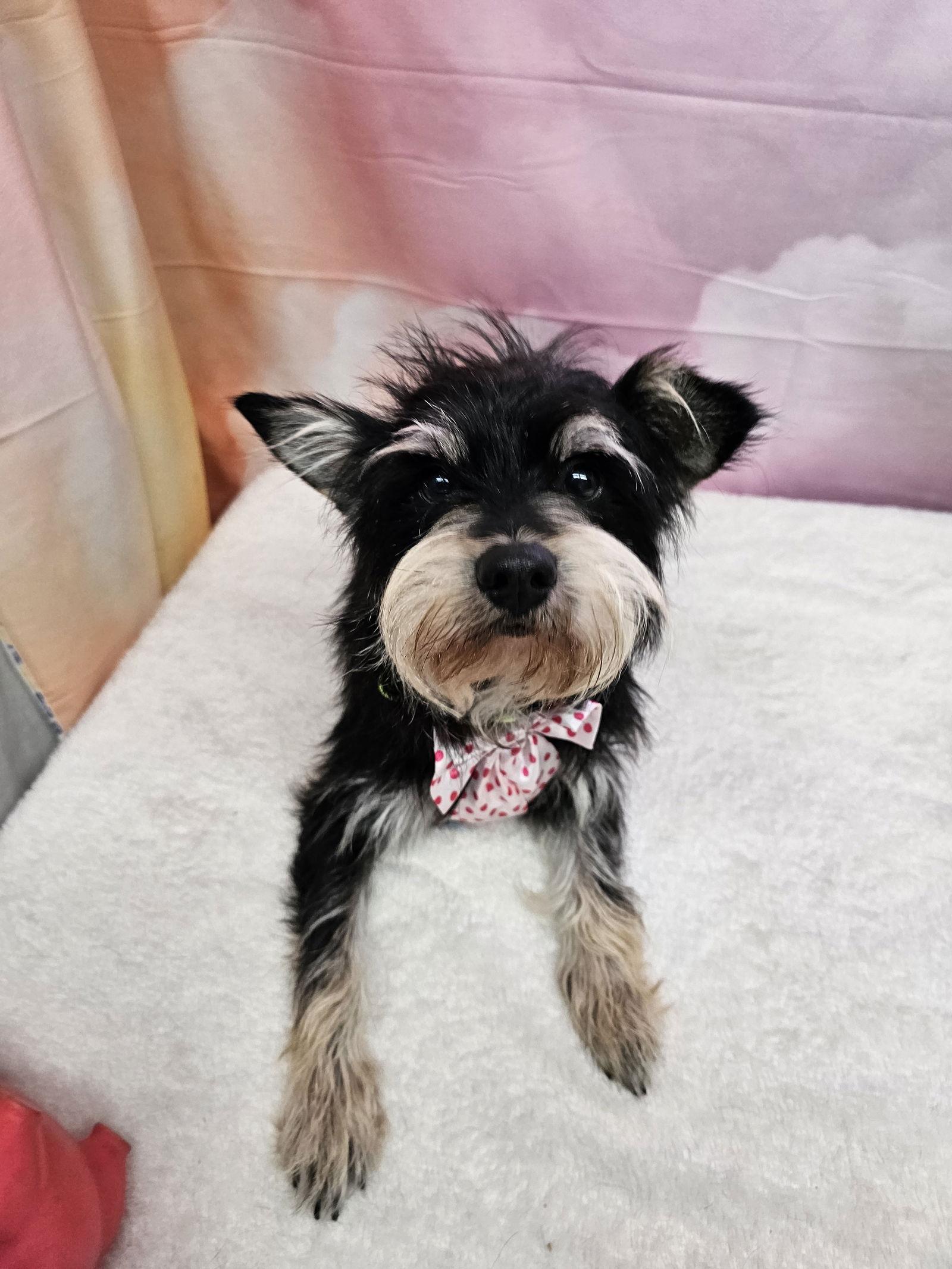 Sandro, Adopted, Adult Female Schnauzer.