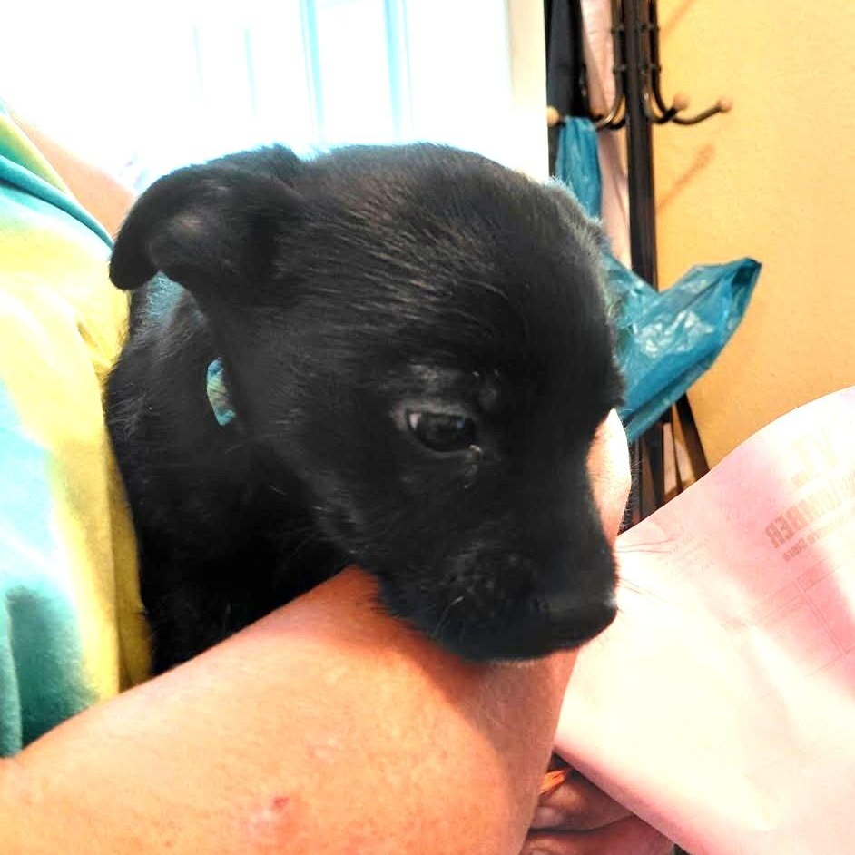 Enlarge Finn, an adopted mixed breed in Olympia, WA image 5/5