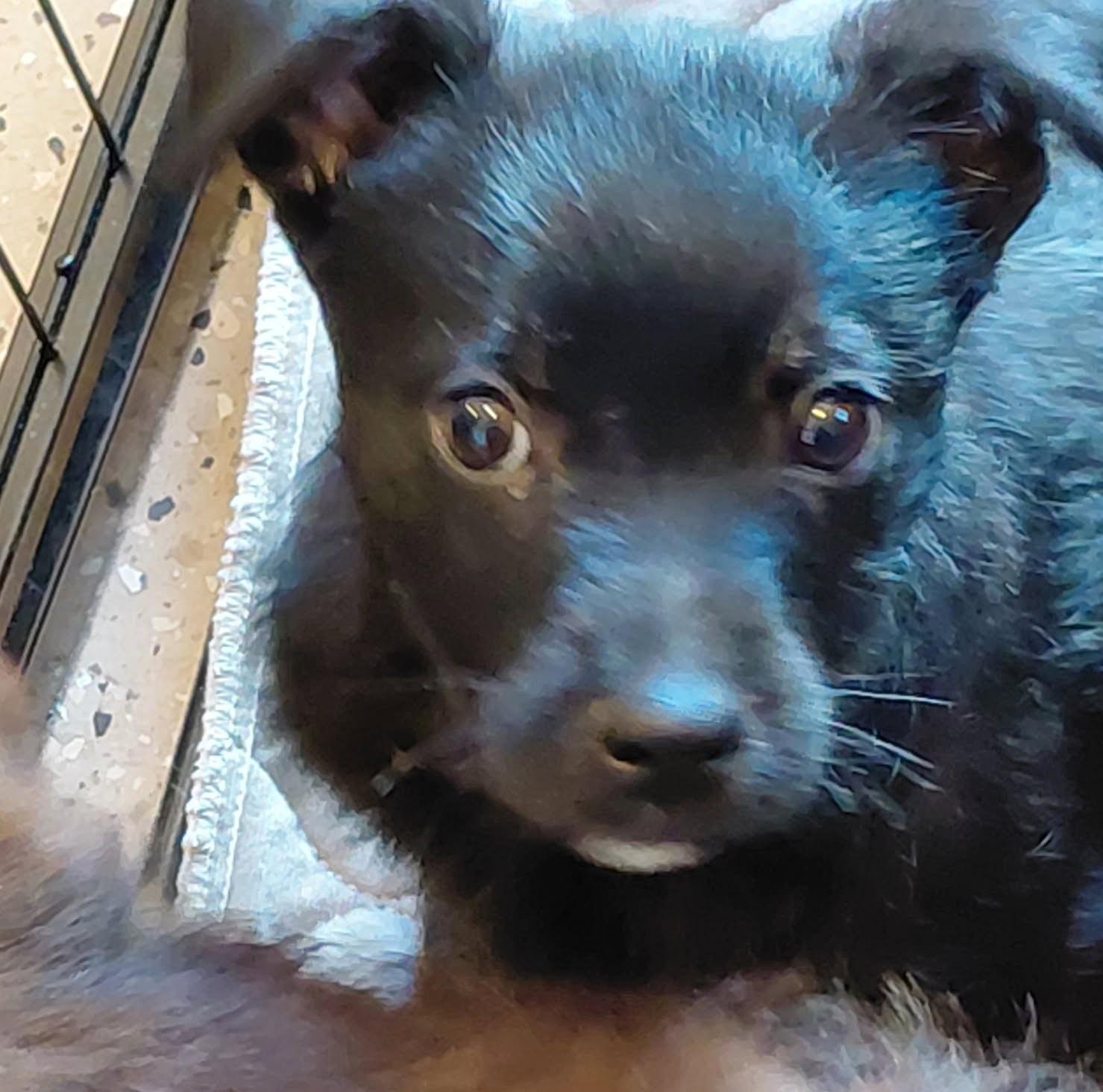 Enlarge Finn, an adopted mixed breed in Olympia, WA image 2/5