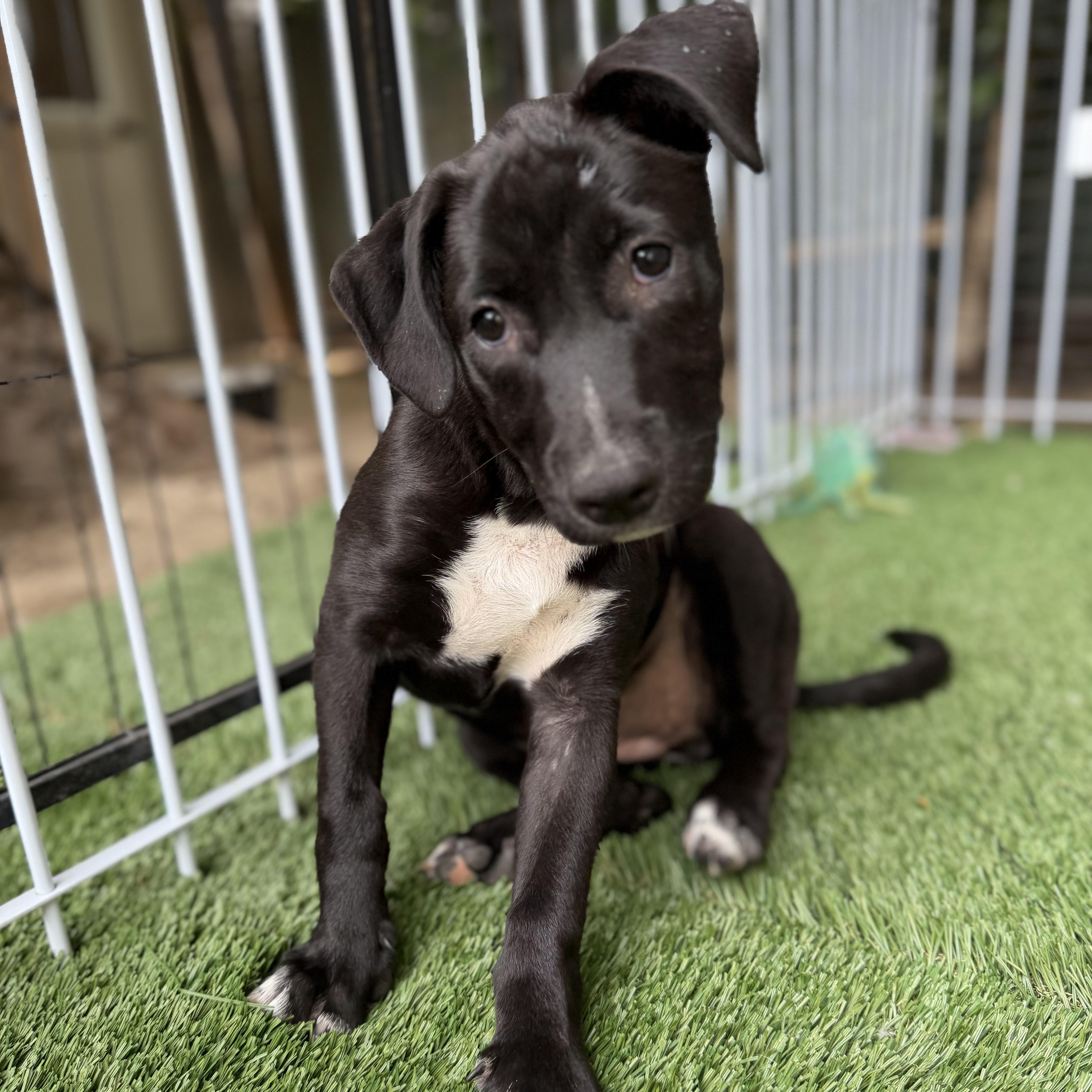 Carol, a Adoptable mixed breed in Burbank, CA image 5/6