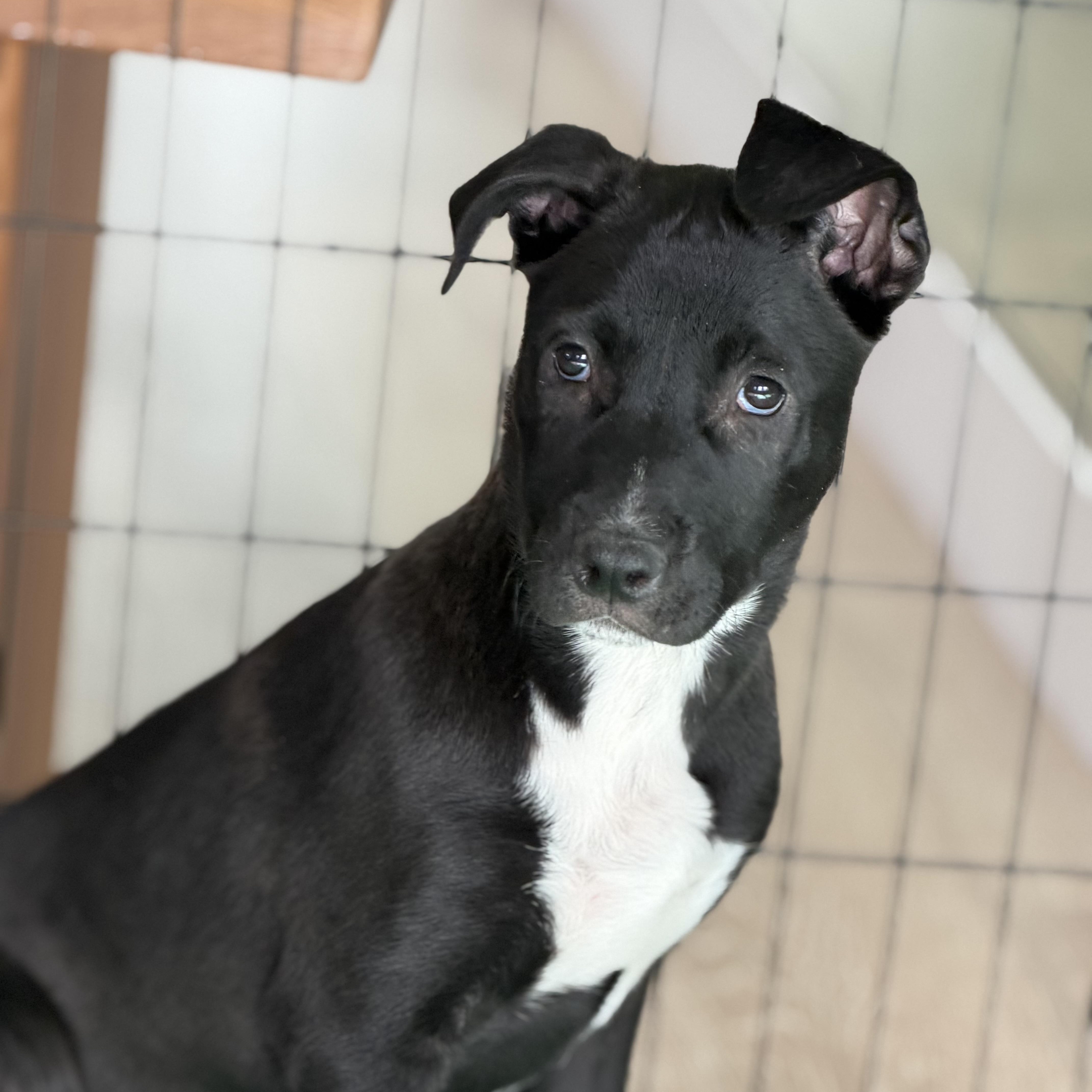 Carol, a Adoptable mixed breed in Burbank, CA image 3/6