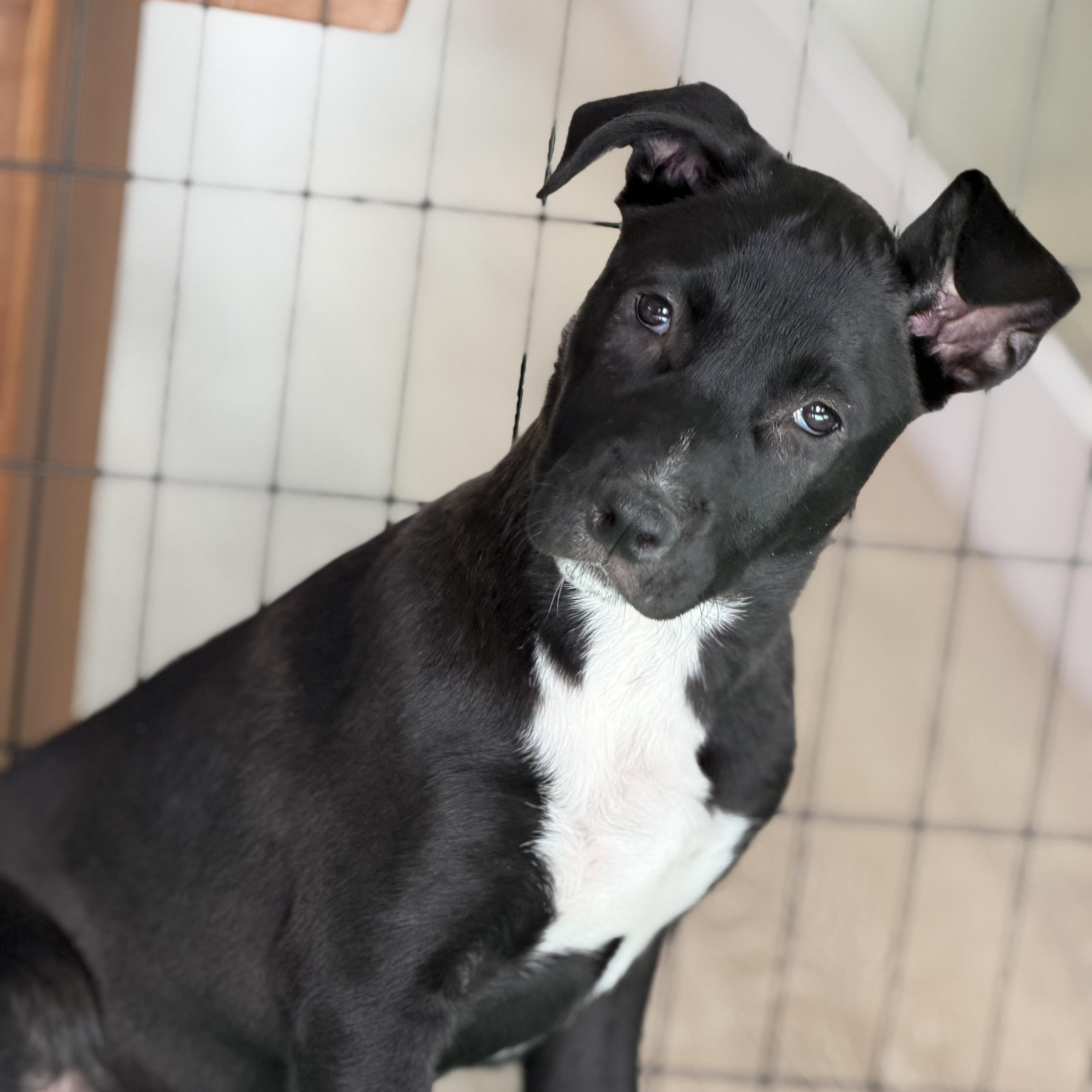 Carol, a Adoptable mixed breed in Burbank, CA image 2/6