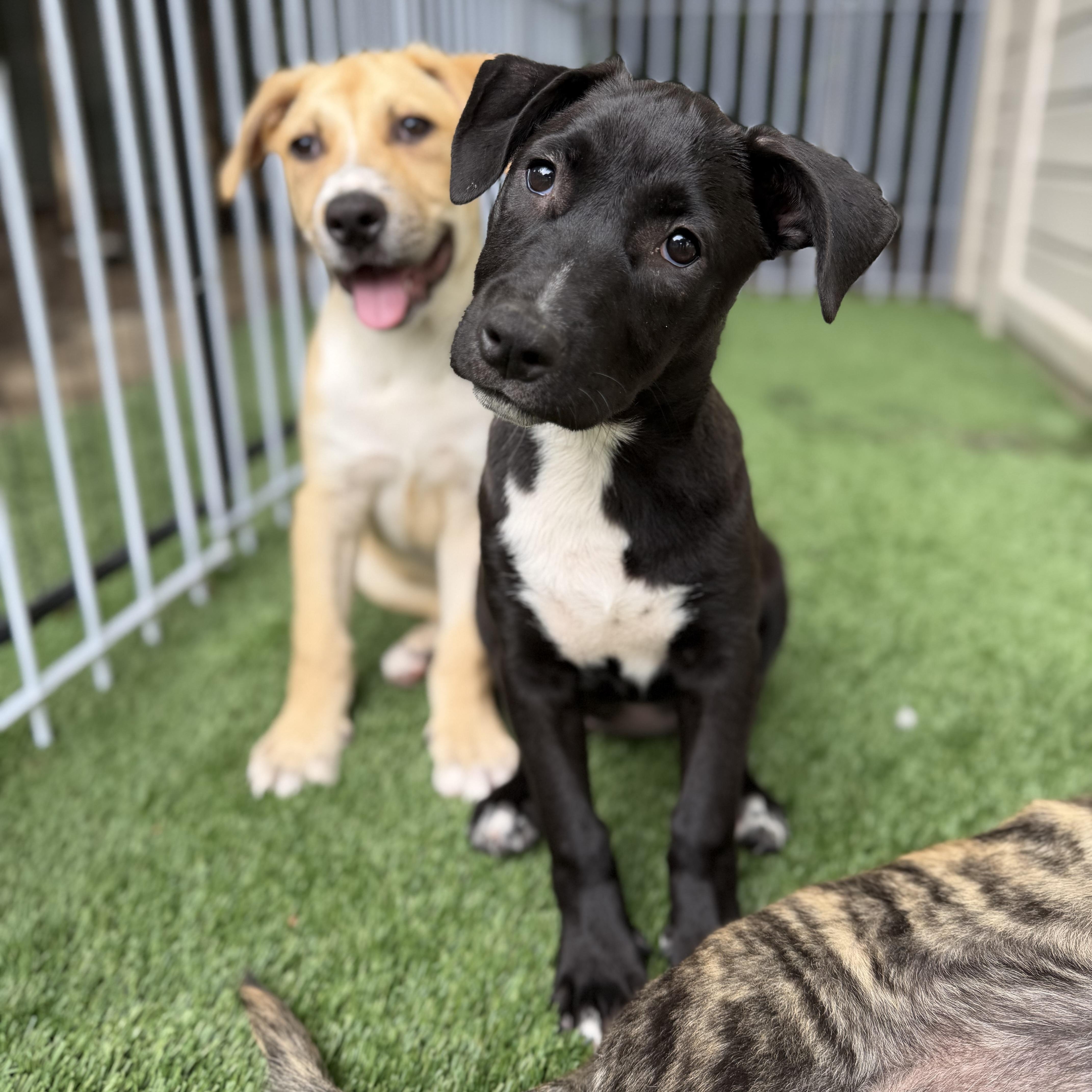 Carol, a Adoptable mixed breed in Burbank, CA image 4/6