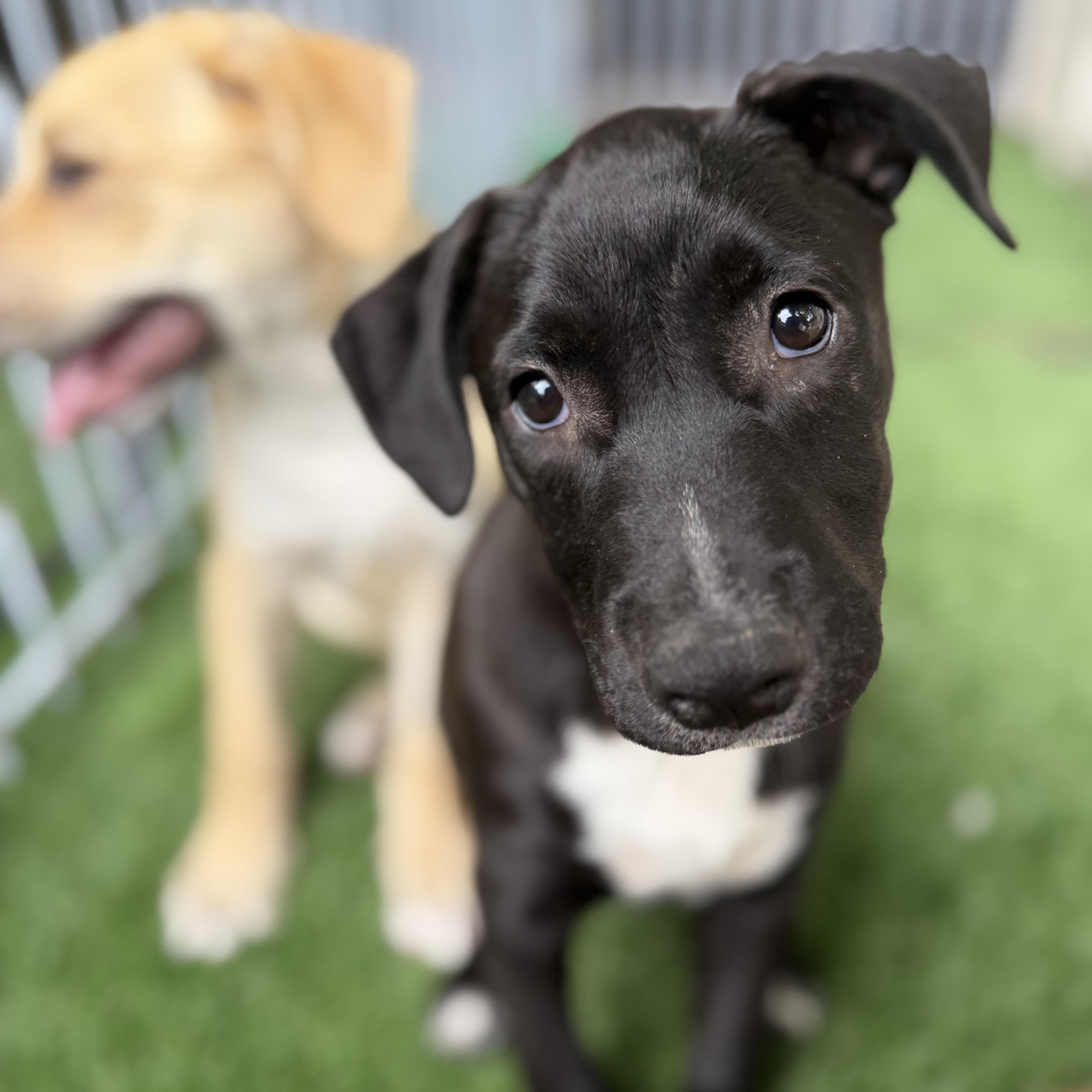Carol, a Adoptable mixed breed in Burbank, CA image 6/6