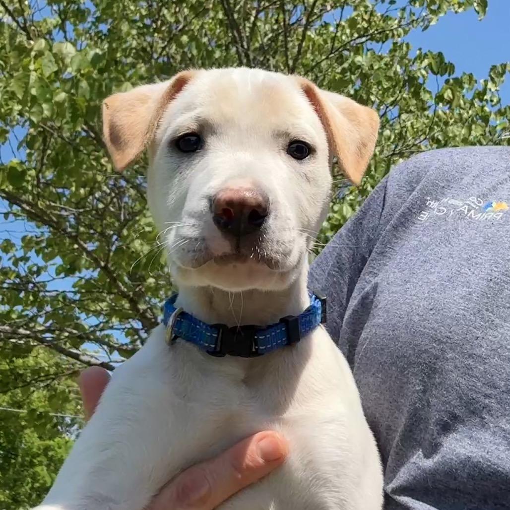 Gunther PR Floor crate, a Adoptable Mixed Breed in Union, MO image 1/5
