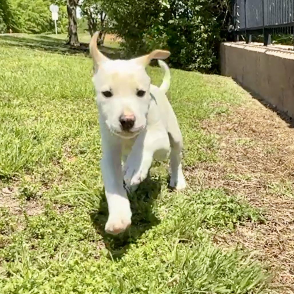 Gunther PR Floor crate, a Adoptable Mixed Breed in Union, MO image 2/5