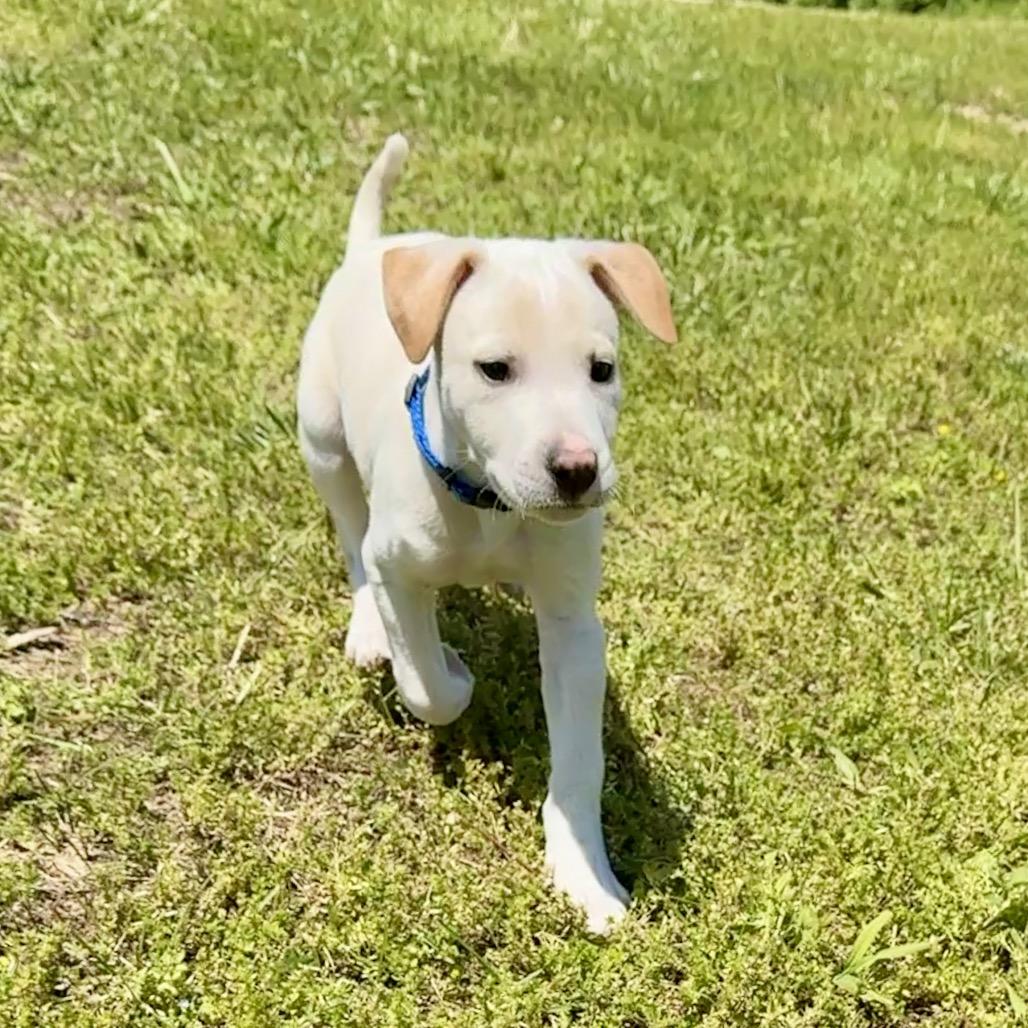 Gunther PR Floor crate, a Adoptable Mixed Breed in Union, MO image 3/5