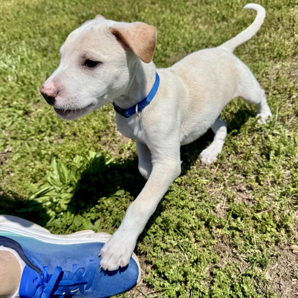 Gunther PR Floor crate, a Adoptable Mixed Breed in Union, MO image 4/5