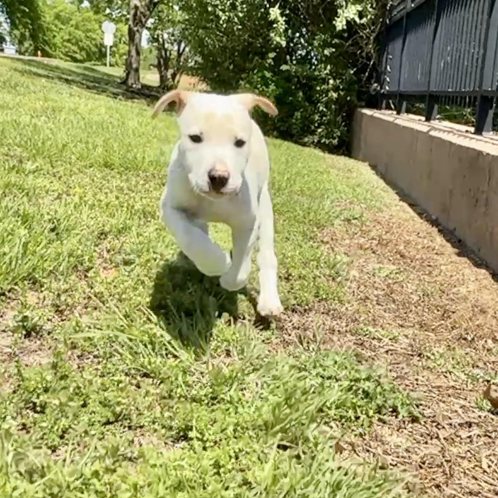 Gunther PR Floor crate, a Adoptable Mixed Breed in Union, MO image 5/5