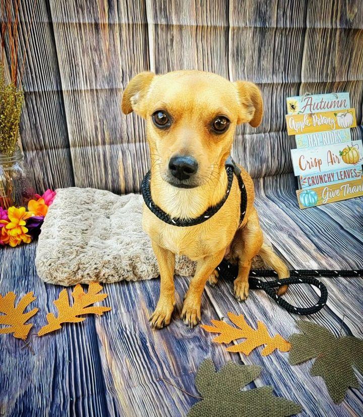 Kiwi, a Adopted mixed breed in Bakersfield, CA image 1/4