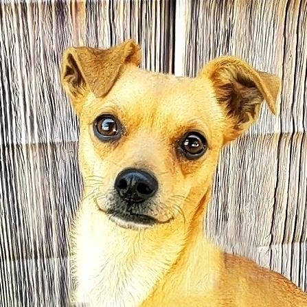 Kiwi, a Adopted mixed breed in Bakersfield, CA image 2/4