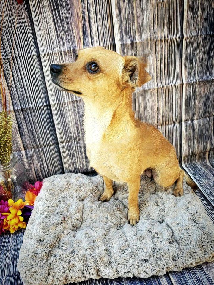 Kiwi, a Adopted mixed breed in Bakersfield, CA image 3/4