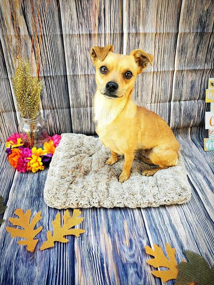 Kiwi, a Adopted mixed breed in Bakersfield, CA image 4/4
