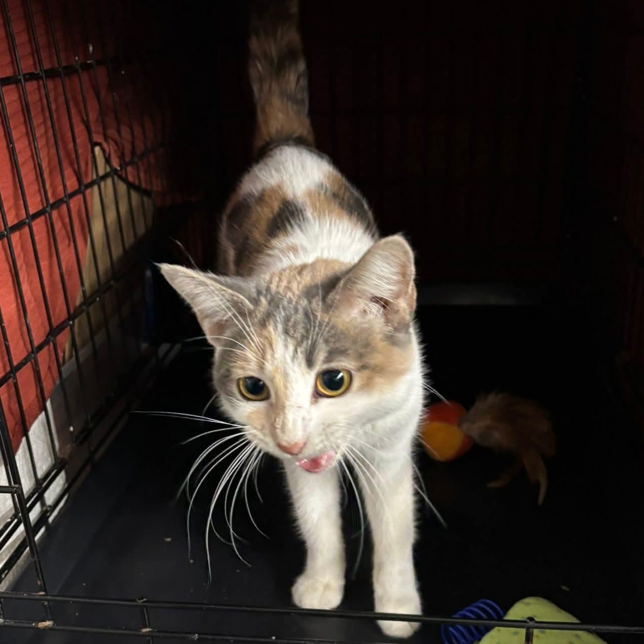 Isabel, adopted, Young Female Domestic Short Hair.