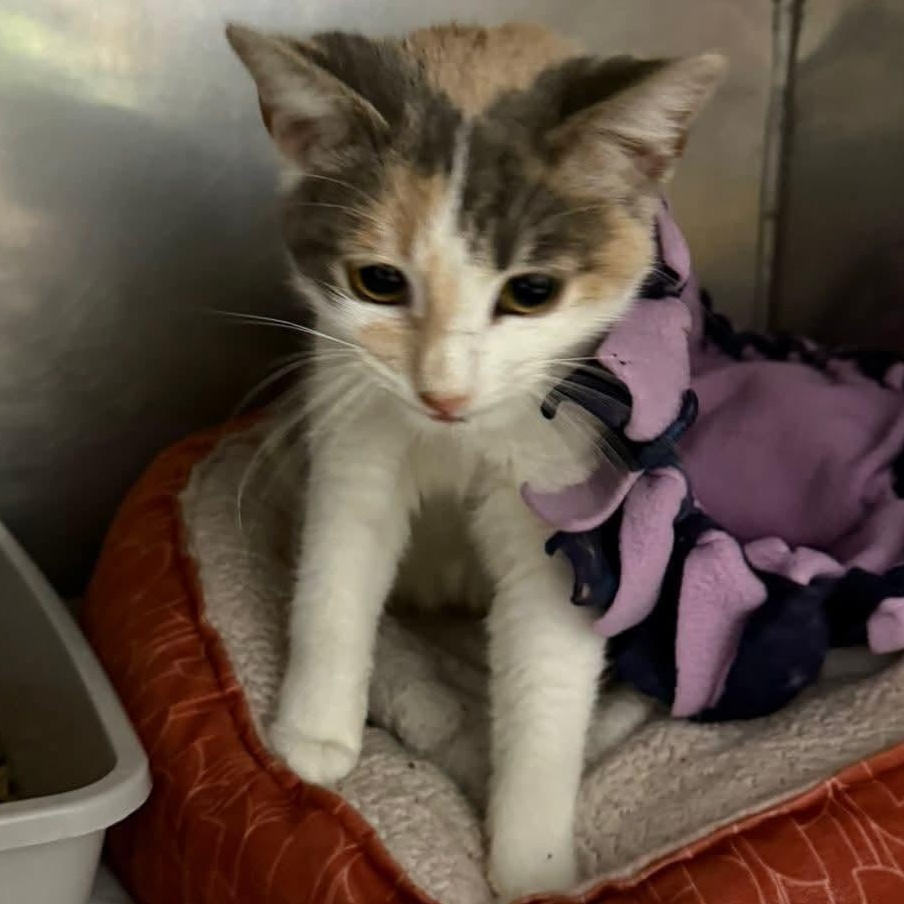 Isabel, an adopted Domestic Short Hair in Grand Rapids, MI image 2/3