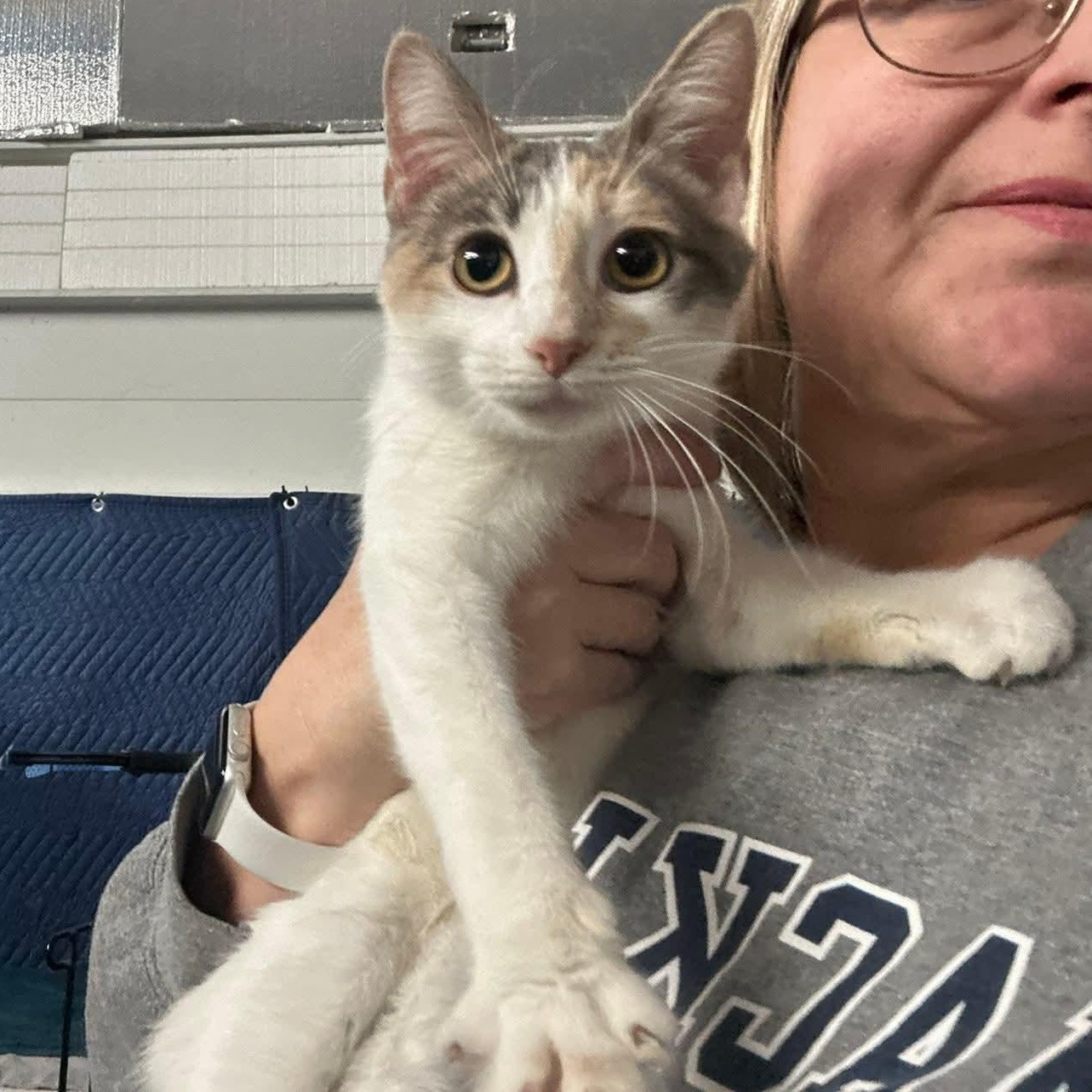 Isabel, an adopted Domestic Short Hair in Grand Rapids, MI image 3/3