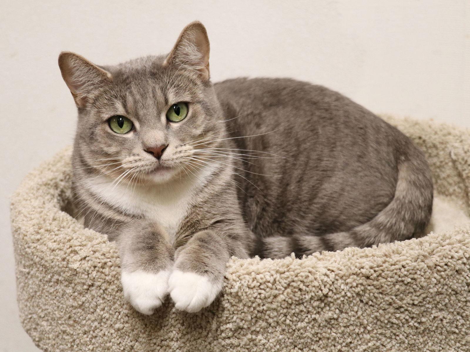 Enlarge Jordache, a Adoptable Domestic Short Hair in Mission Viejo, CA image 1/3