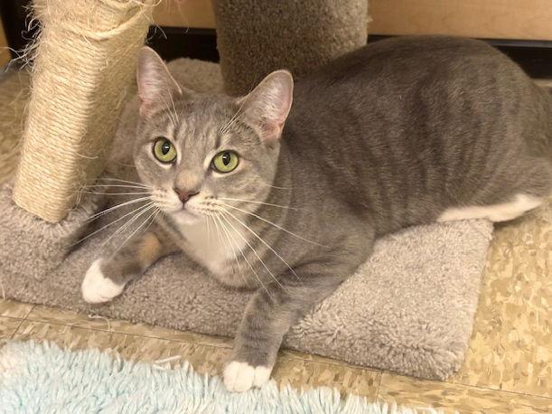 Enlarge Jordache, a Adoptable Domestic Short Hair in Mission Viejo, CA image 2/3