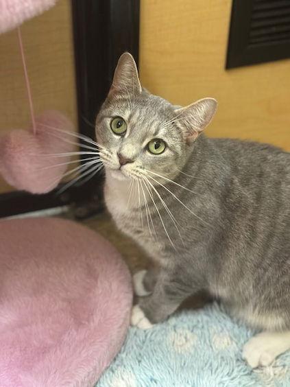Enlarge Jordache, a Adoptable Domestic Short Hair in Mission Viejo, CA image 3/3