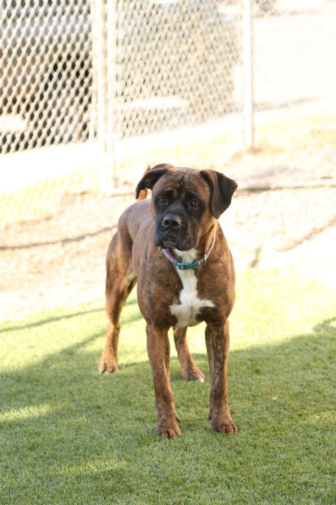 Enlarge Faith, a Adoptable mixed breed in Chico, CA image 2/3