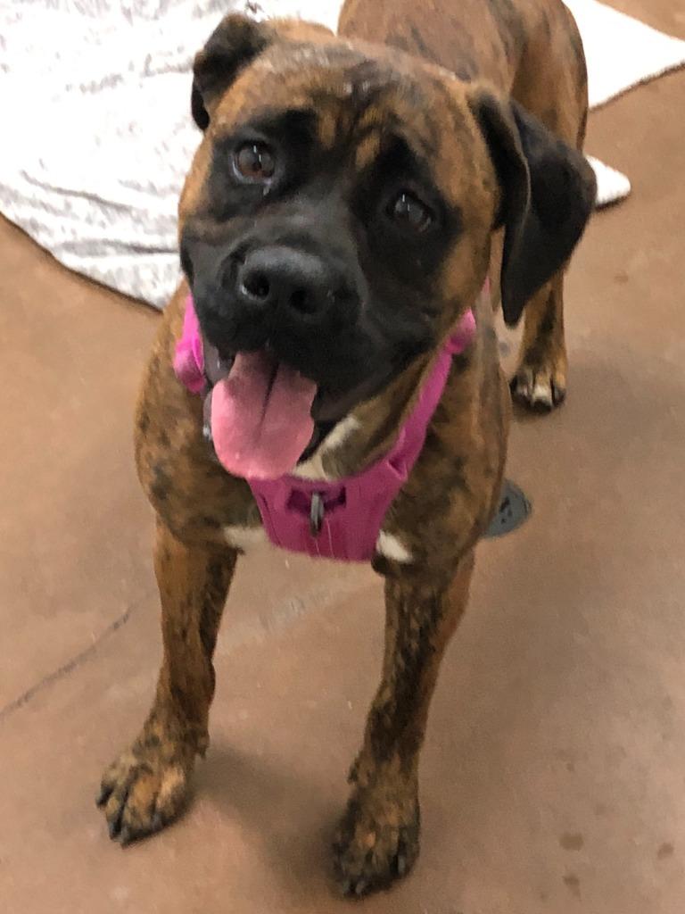 Enlarge Faith, a Adoptable mixed breed in Chico, CA image 3/3