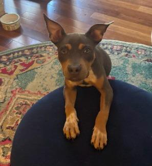 Cowboy, Adoptable, Puppy Male Doberman Pinscher & Pit Bull Terrier.