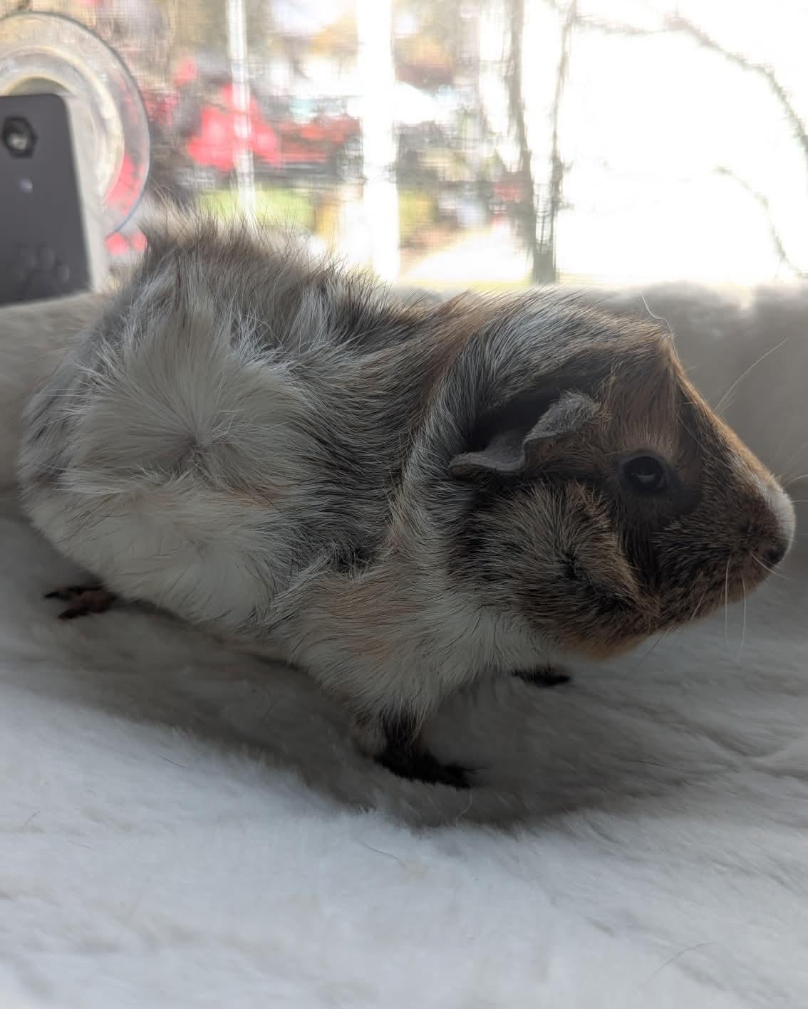 Enlarge Canon and Snuggle Monster, a Adoptable mixed breed in Flanders, NJ image 1/4